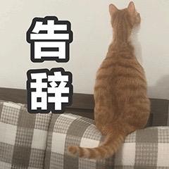 金利集成灶：520最好的告白，是為心愛的人做一輩子的飯